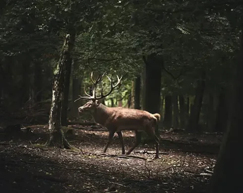 Sportwagentour - Schwarzwald